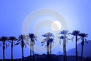 A row of tropic palm trees against mountains at sunset