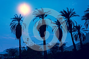 Row of tropic palm trees against night blue sky