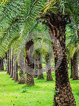 Row of tropical palm tree in the city park