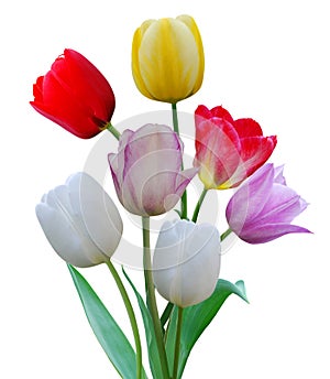 Row tulip flowers