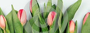 Row of tulips on abstract light background with space for message.
