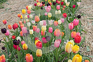 Row of tulips for self cutting