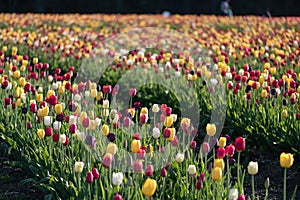 Row of tulips at a tulip farm
