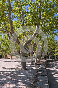 A row of uniformly aligned plane trees near the Pont du Gard in France