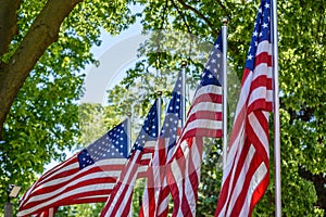 Row of US flags waving outside at outdoor park with trees in background