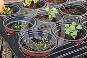 Row of vegetable seedlings in pots