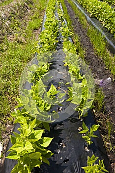 Row of Veggies