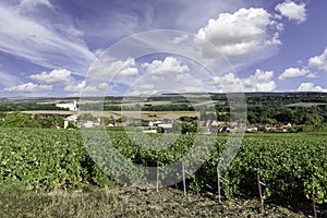 Row vine grape in champagne vineyards at montagne de reims, Reims, France