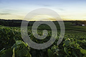 Row vine grape in champagne vineyards at montagne de reims, Reims, France