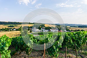 Row vine grape in champagne vineyards at montagne de reims, Reims, France photo