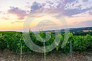 Row vine grape in champagne vineyards at montagne de reims, Reims, France photo