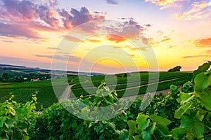 Vine grape in champagne vineyards at montagne de reims photo