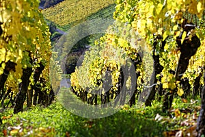 Row of vines, bright leaves of vineyard in sunny fall