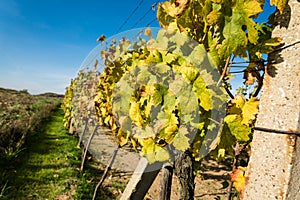 Row of vineyard with blue sky after harvesting