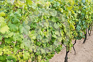 Row of vineyard before harvesting in autumn