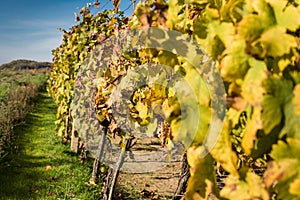 Row of vineyard after harvesting