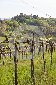 Row of a vineyard with hermitage of Santa Maria of Silenzio