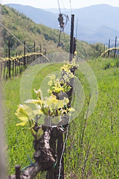 Row of a vineyard used for producing wine