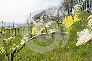 The row of a vineyard used to produce wine is blooming