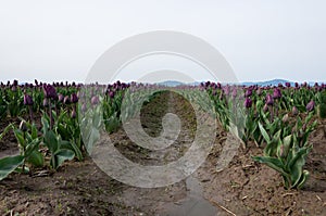 Row of violet tulip field at the Skagit Valley, La Conner, USA