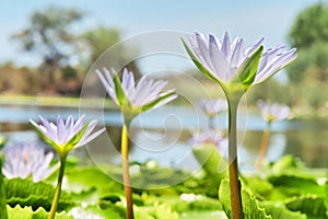 Row of violet water lilies - focus on the nearest flower