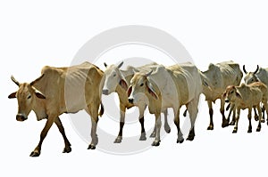 Linea da una mucca masse 