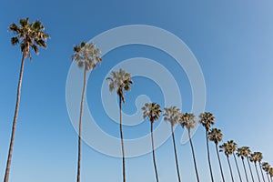 Row of Washingtonia Robusta Palm Trees