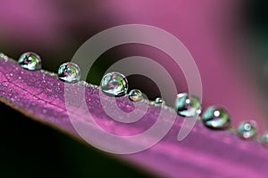 Row of water droplets on purple leave