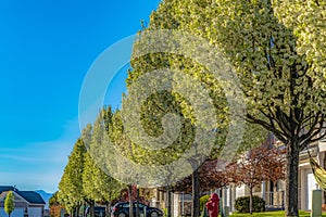 Row of white flowering trees in front of houses with landscaped yards