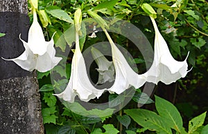 Row of White Flowers of Brugmansia Suaveolens - Angel`s Trumpet or Datura or Dhatura