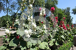 Row of white and red double-flowered hollyhock in bloom photo