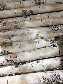 A row of white tree trunk background