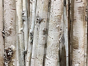 A row of white tree trunks background