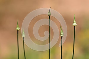 Row of white wild garlic flower cluster buds on green stems