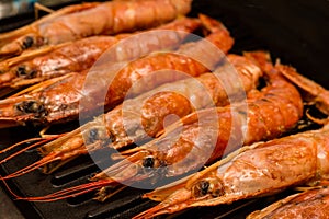 Row of whole large langoustine set of fresh seafood closeup on grill grill background