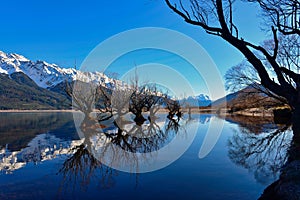 Row of willow trees on Lake Wakatipu in New Zealand