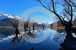 Row of willow trees on Lake Wakatipu in New Zealand