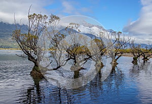 Row of willow trees on Lake Wakatipu in New Zealand. Row of willow trees on Lake Wakatipu in Glenorchy, New Zealand