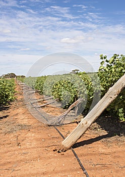 Row of Wind Damaged Chardonnay Vines.