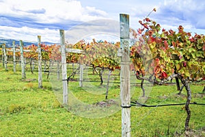 Row of wine grape vines in Autumn