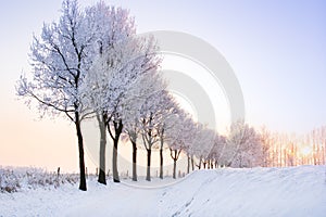 Row of winter trees with pale sunset