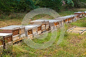 Row of wooden beehives on forest edge for wild bees