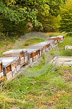 Row of wooden beehives on forest edge for wild bees