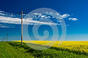 Wooden telephone poles along a blooming canola field