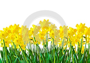 A row of Yellow Daffodils photo