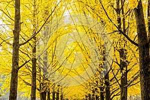 Row of yellow ginkgo biloba tree Maidenhair Tree, Leaves of the ginkgo biloba maidenhair tree turn a golden yellow in Nami Isl