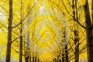 Row of yellow ginkgo biloba tree Maidenhair Tree, Leaves of the ginkgo turn a golden yellow in Nami Korea