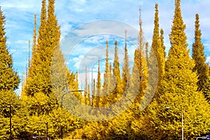 Row of yellow ginkgo tree in autumn. Autumn park in Tokyo, Japan