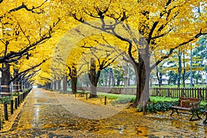 Row of yellow ginkgo tree in autumn. Autumn park in Tokyo, Japan.