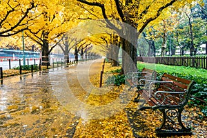 Row of yellow ginkgo tree in autumn. Autumn park in Tokyo, Japan.